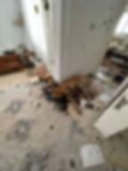 Brutal murder of an entire family and their dog