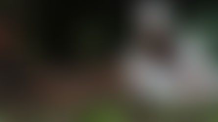 Resembrando a Colombia con 180 millones de árboles