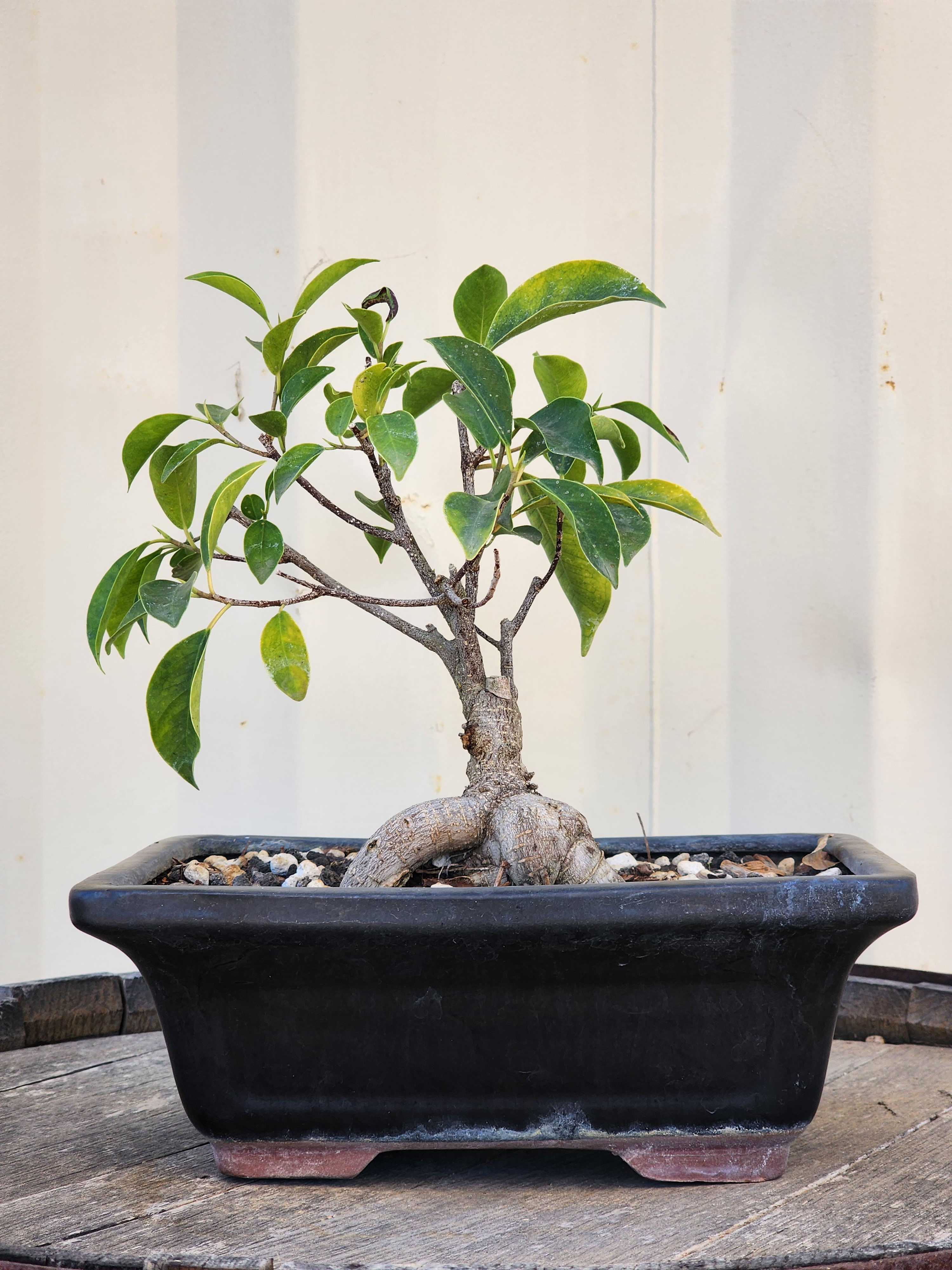 MINATURE GINSENG FICUS BONSAI