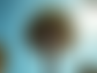 Discover Popular Types of Palm Trees