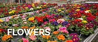 flowers_edited.jpg