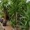 Thumbnail: SPINELESS YUCCA PALM