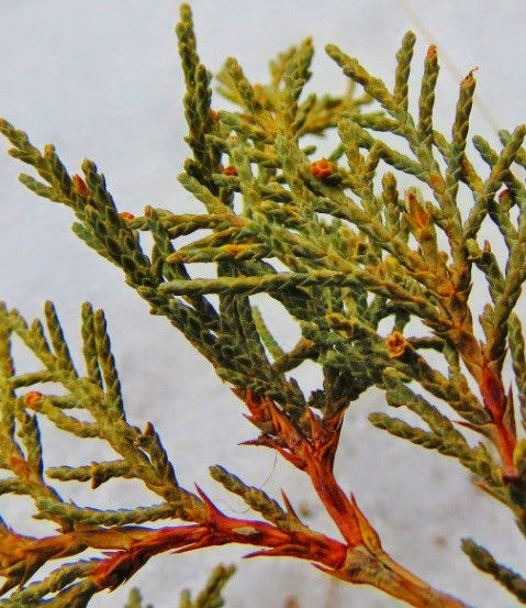 Thumbnail: ROCKY MOUNTAIN JUNIPER (Juniperus scopulorum)