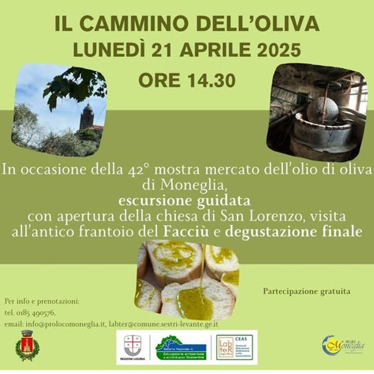Il cammino dell'oliva