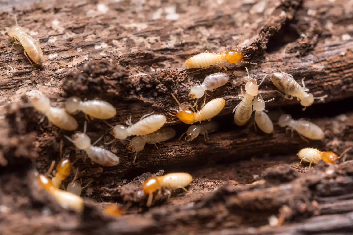 colonie de termites.webp