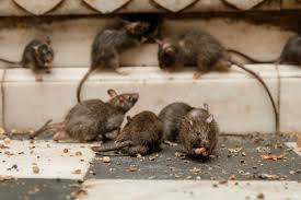 Vallauris dératisation rats