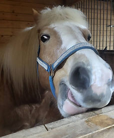 A gentle horse gazes softly at the camera, symbolizing safety, trust, and connection.