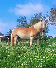 A golden horse stands tall in a green field beneath a bright sky, representing confidence and freedom.
