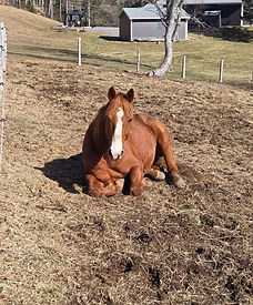 A chestnut horse rests calmly on soft ground, relaxed and at ease under the sun.