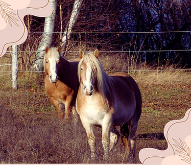 Cream Elegant Fashion Sale Email Header(7).png