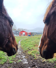 Two horses meet nose to nose in quiet communication, illustrating empathy and understanding.