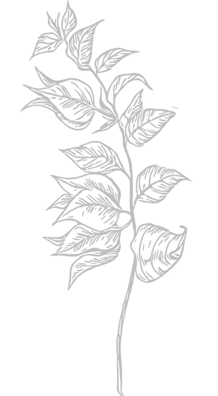 bougainvillea branch drawing 3_edited.pn