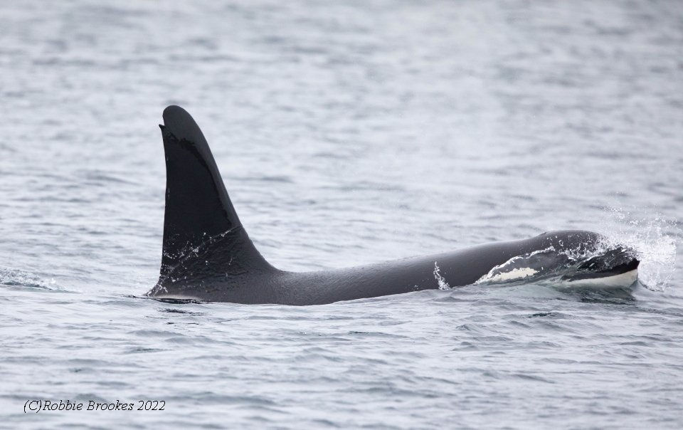 Orca - Belmont, Unst