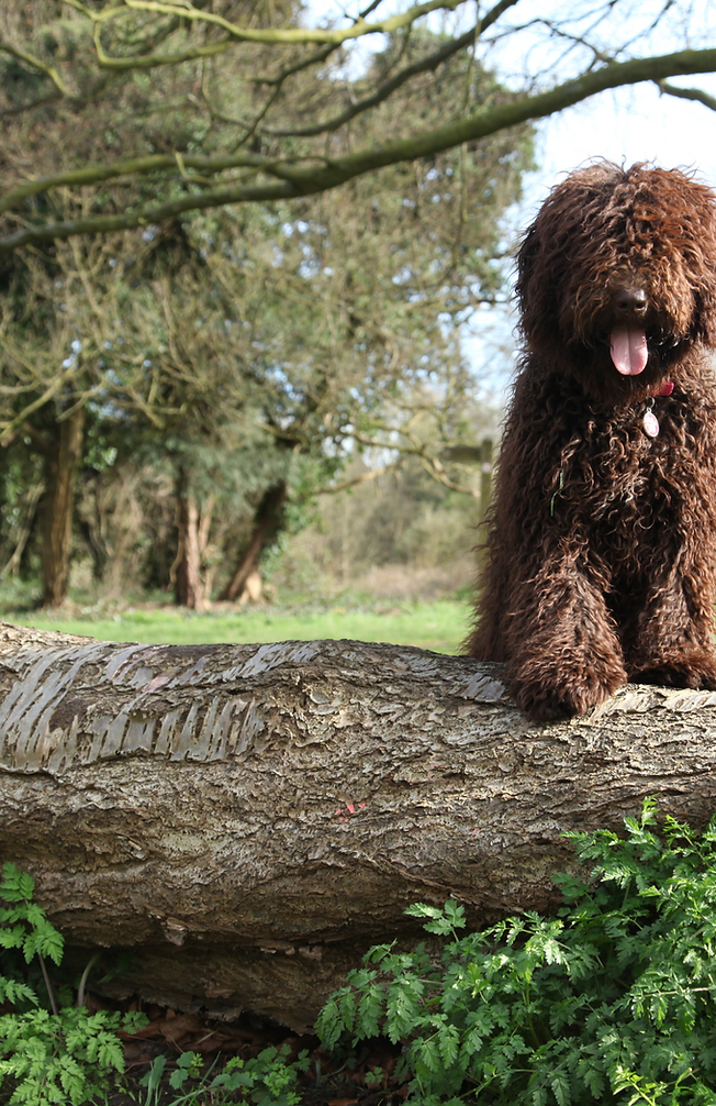 Curly Coated large dog enjoying his woodland walk