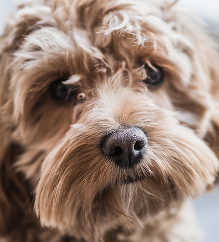 cockapoo looking at camera