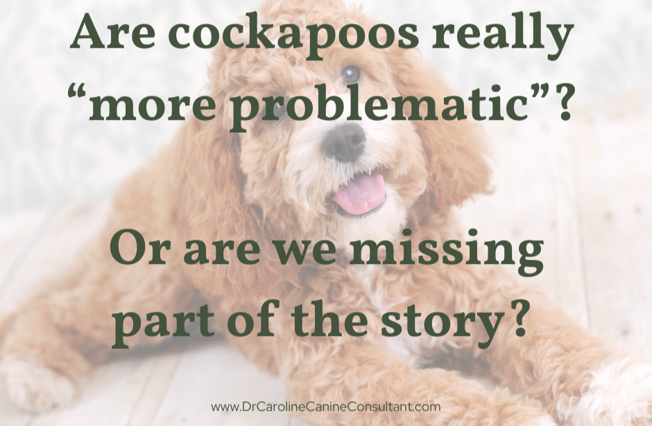 Cockapoo Issues cockapoo-behaviour-problems-study