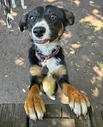 Border Collie Trixie Smiling