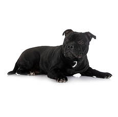 Black Staffordshire Bull Terrier
