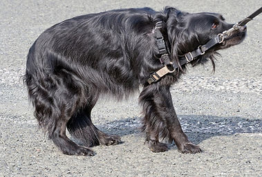 A dog that is unconfortable being dragged on a walk in his harness