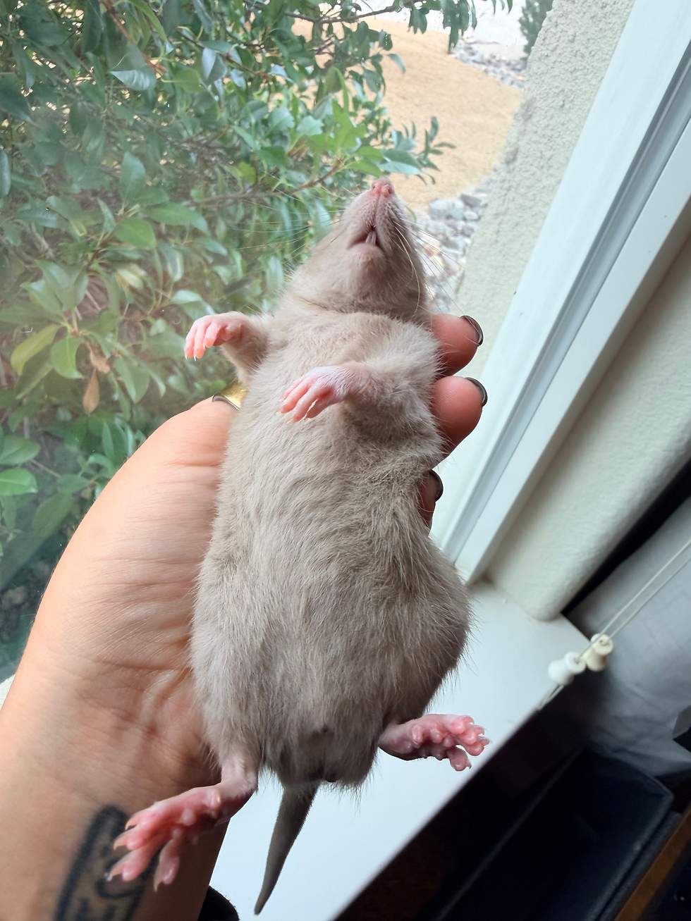 Thumbnail: Muffin - Male