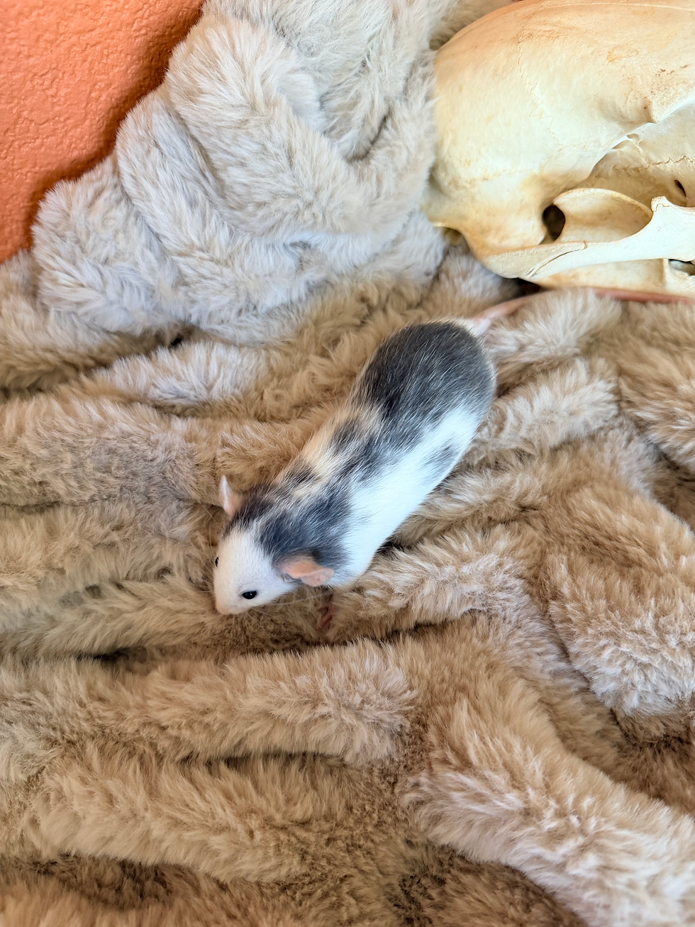 Thumbnail: Leia - Female (Reserved for Tammy)
