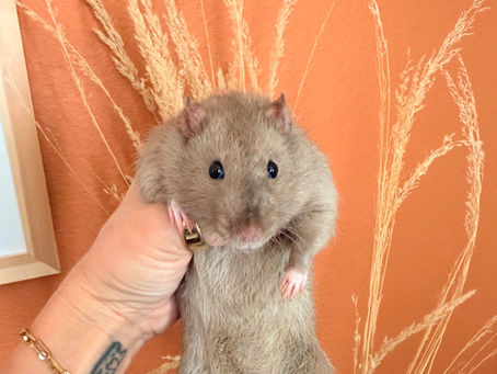 🧬 Understanding the C-Locus in Rat Genetics