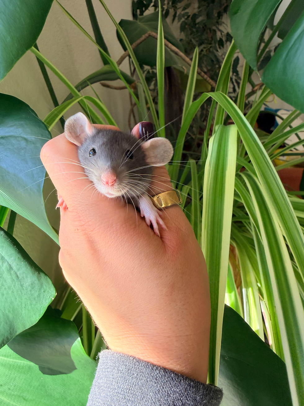 Thumbnail: Jet - Male