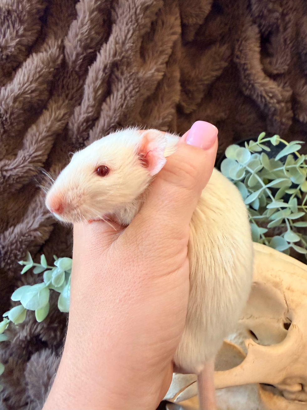 Thumbnail: Argan - Male