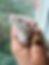 Thumbnail: Shortbread - Male