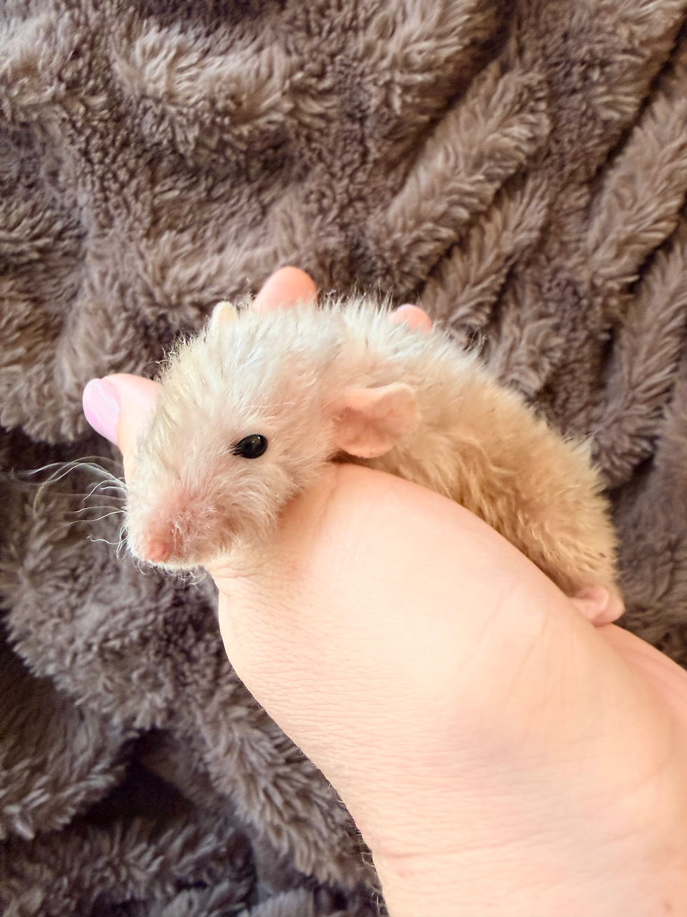 Thumbnail: Canyon - Male