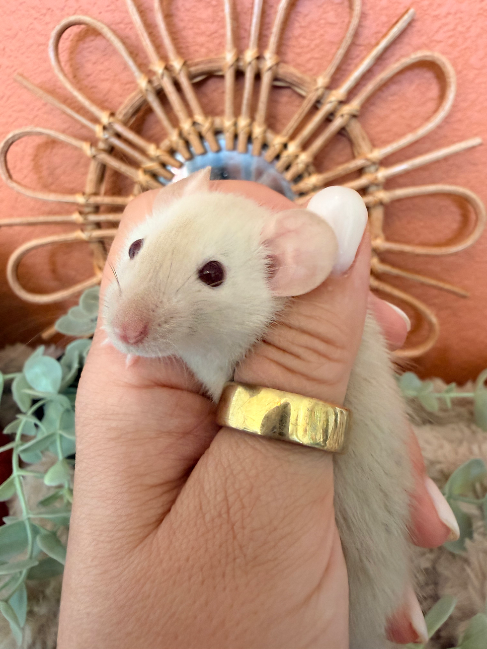 Thumbnail: Aspen - Female (Hold for Diana)