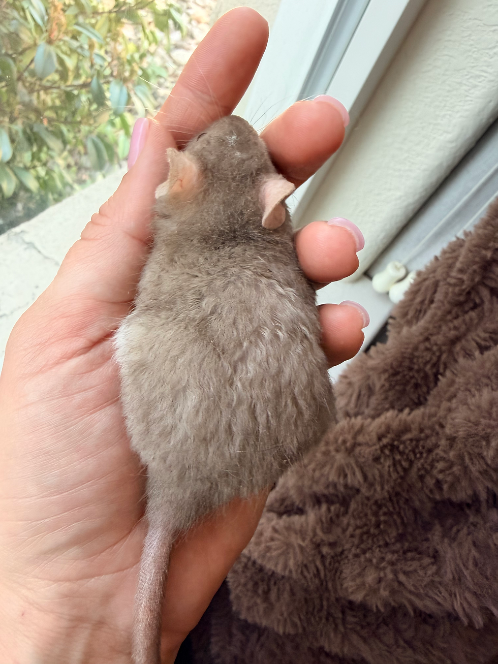 Thumbnail: Buckwheat - Male