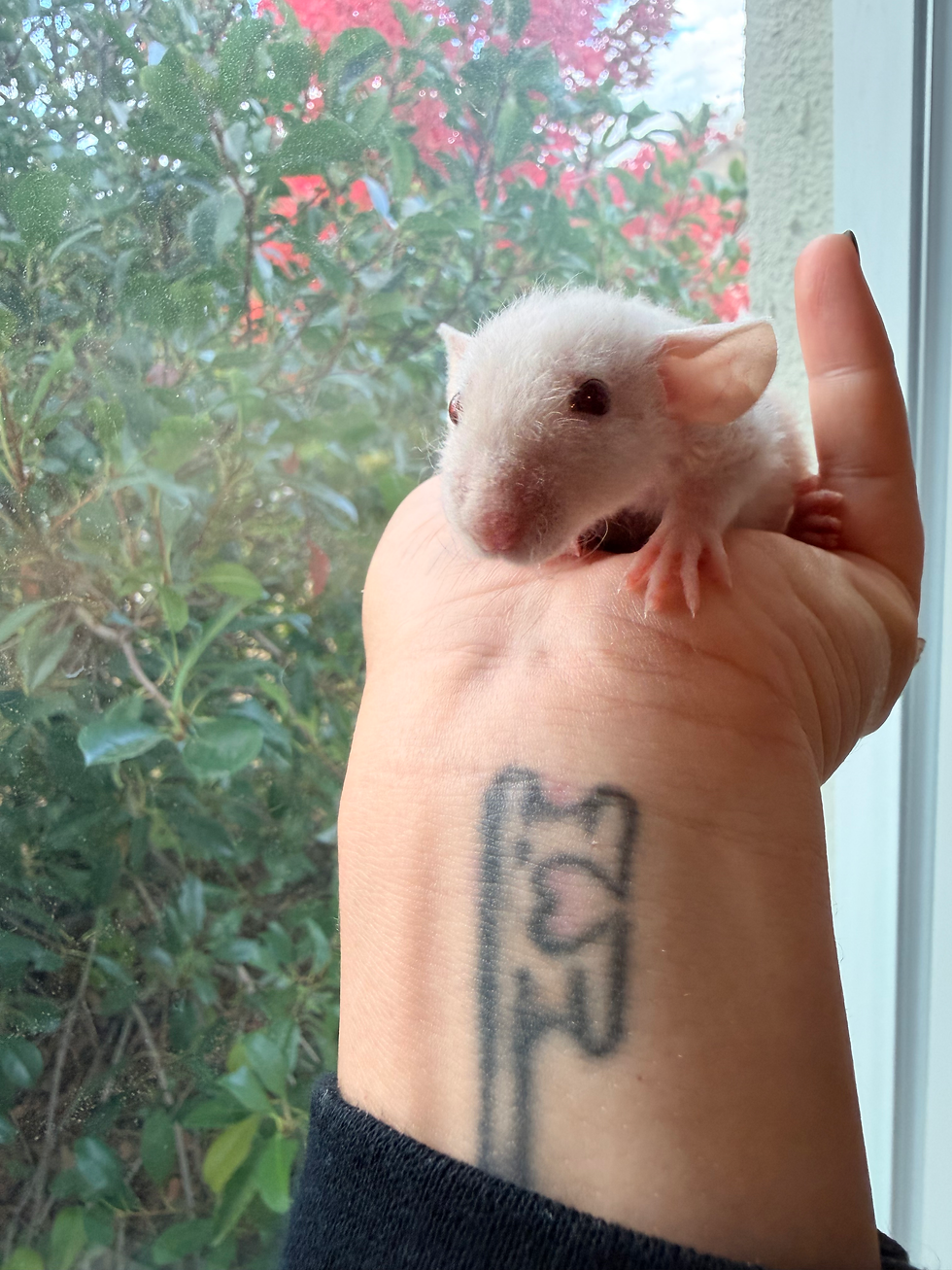 Thumbnail: Sourdough - Female