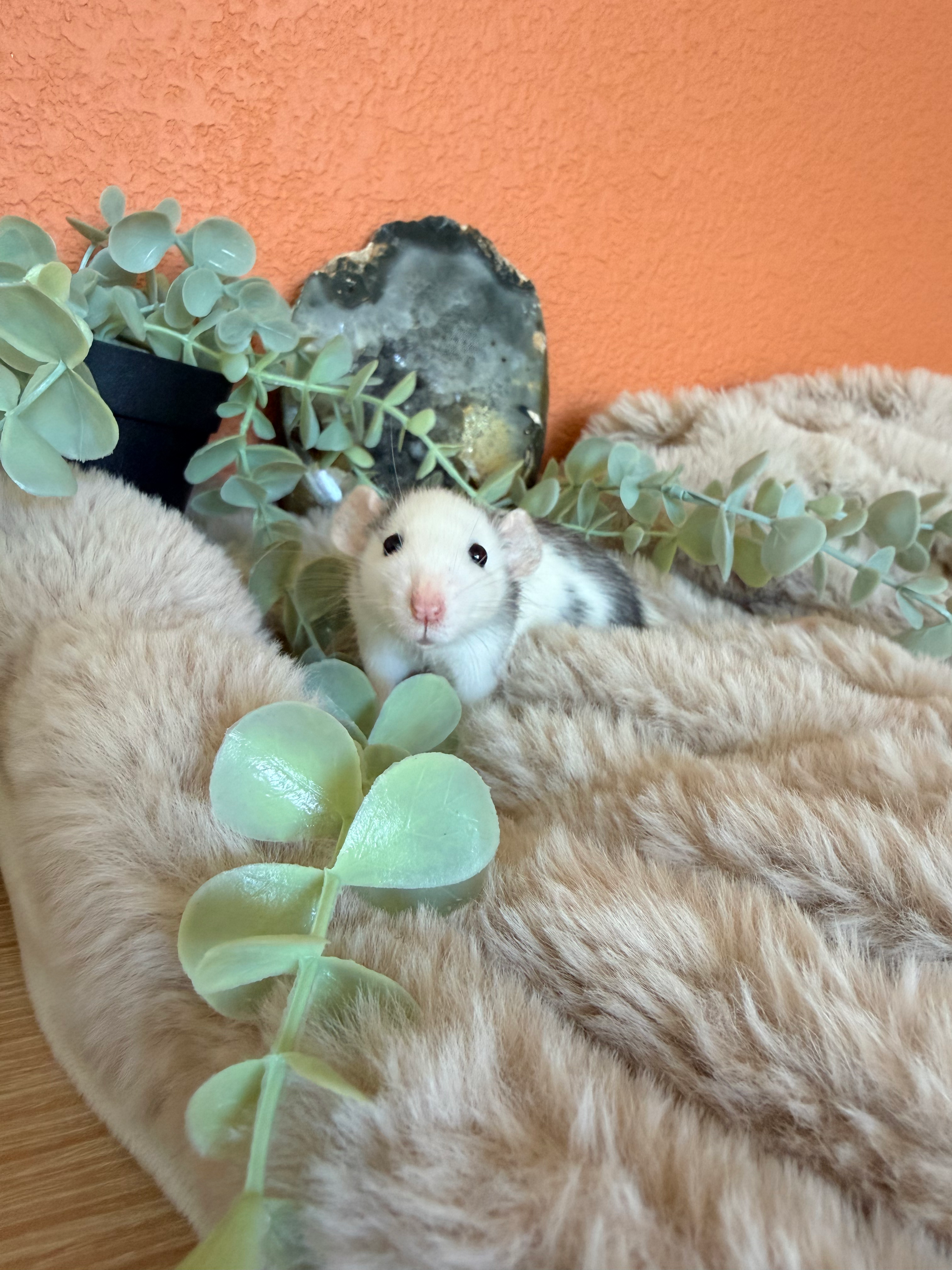 Leia - Female (Reserved for Tammy)