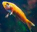 tanque de peces de colores