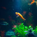Goldfish Tank