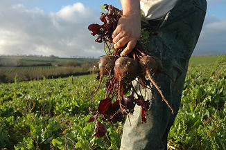 Beets.jpeg