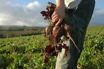 Beets.jpeg