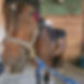 EquiGlow Therapeutics Staff Horse
