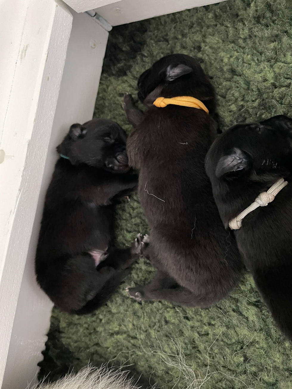 5 days old