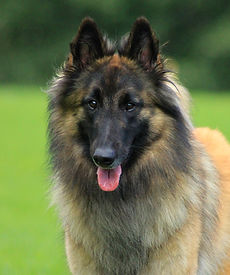 CasaBolstad's Arya 2 y 4 months (3).JPG