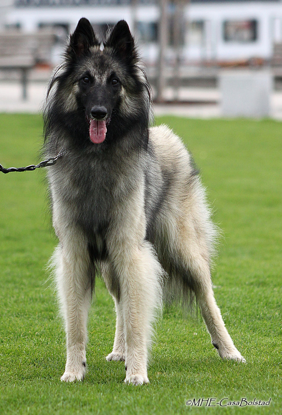 CasaBolstad's Freya