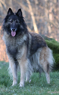 Imbriani's Akira 9,3 y old (11).JPG