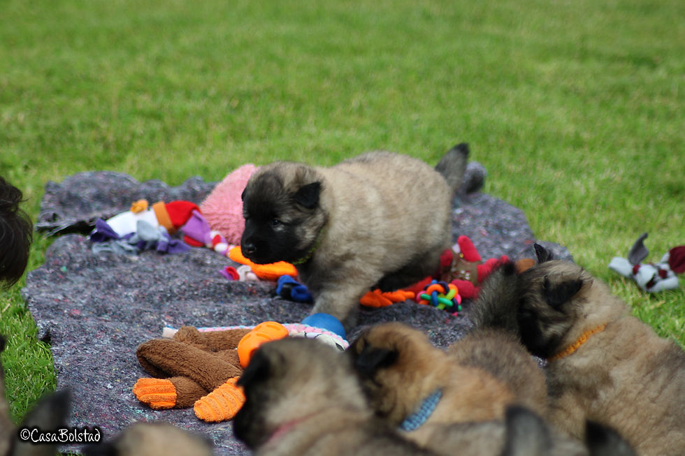 CasaBolstad's D & E-Litter