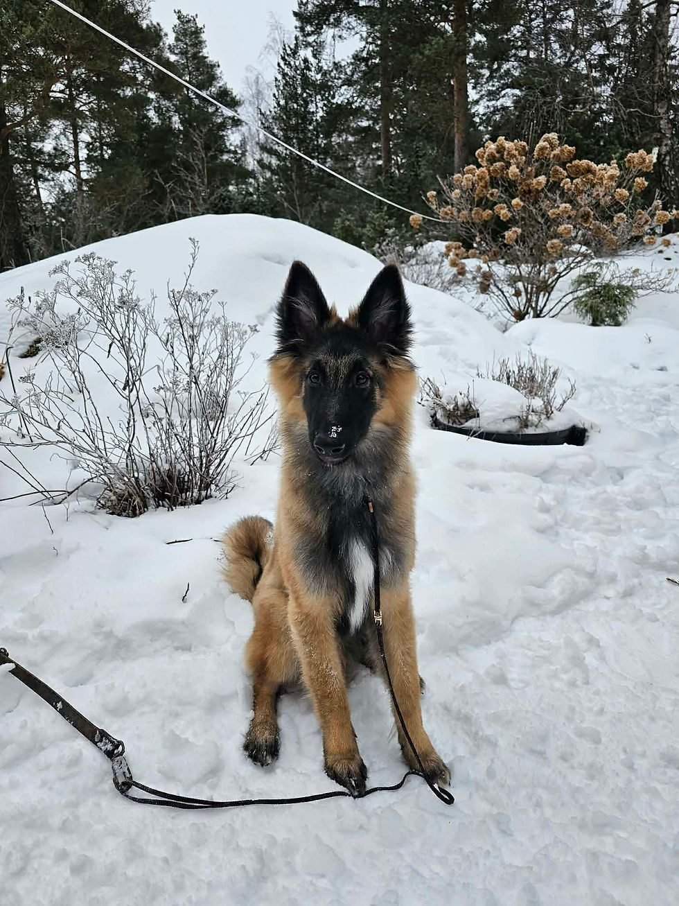 CasaBolstad's Luke