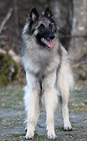 CasaBolstad's Breana 2 y old (2).JPG