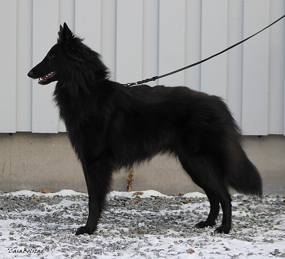 CasaBolstad's Black Khaleesi