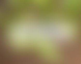 Чорниця: лікувальні властивості, опис