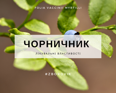 Чорниця: лікувальні властивості, опис