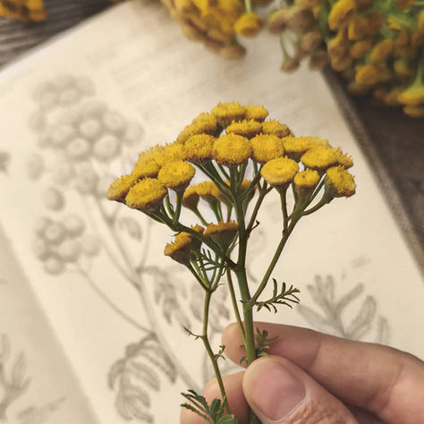 Пижмо: опис та лікувальні властивості